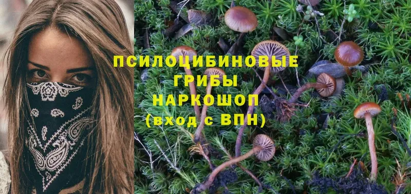 закладка  Ивангород  ссылка на мегу ТОР  Псилоцибиновые грибы Psilocybe 